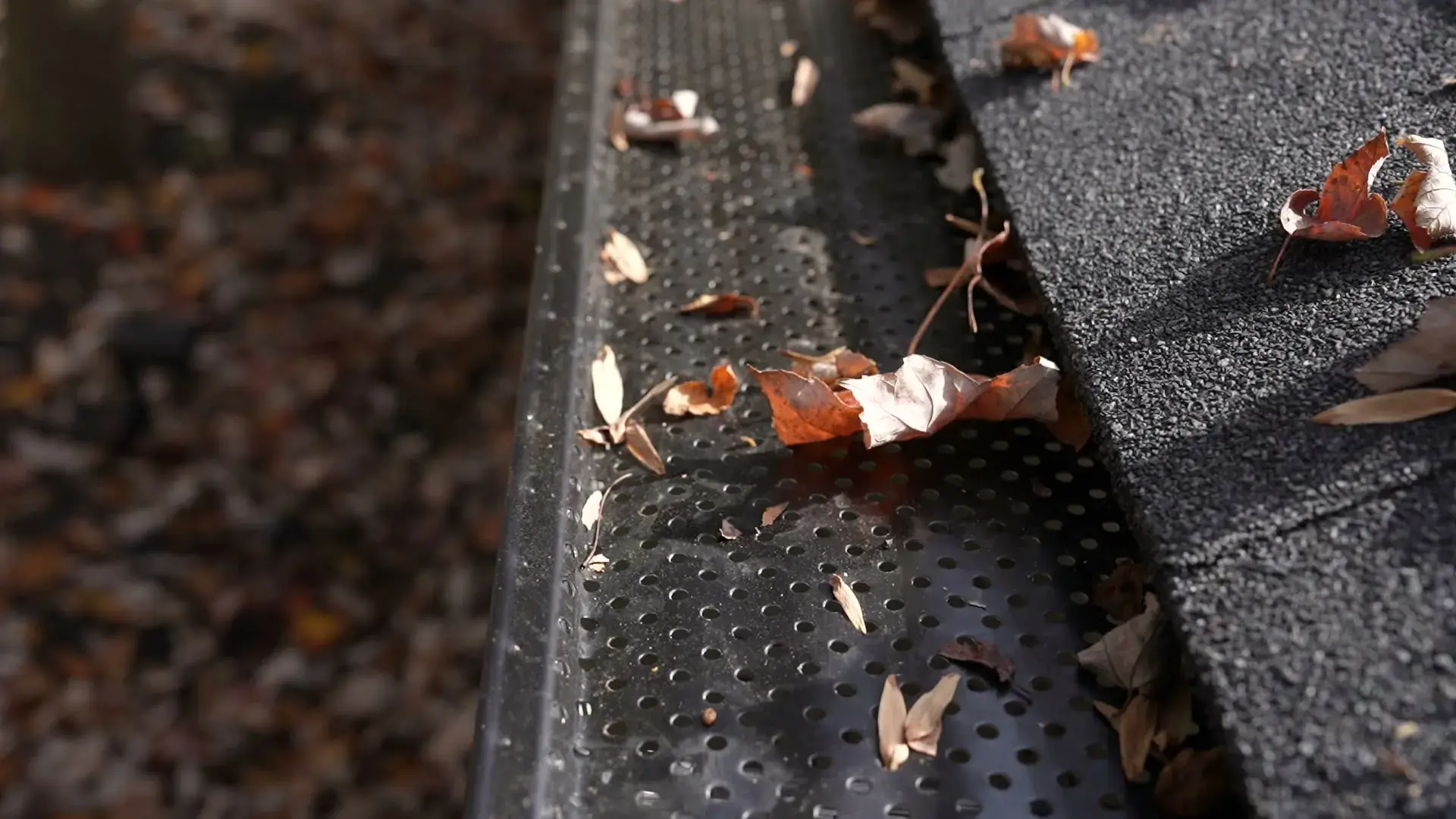 Close view of a gutter guard along a shingle roof edge with fall leaves on it